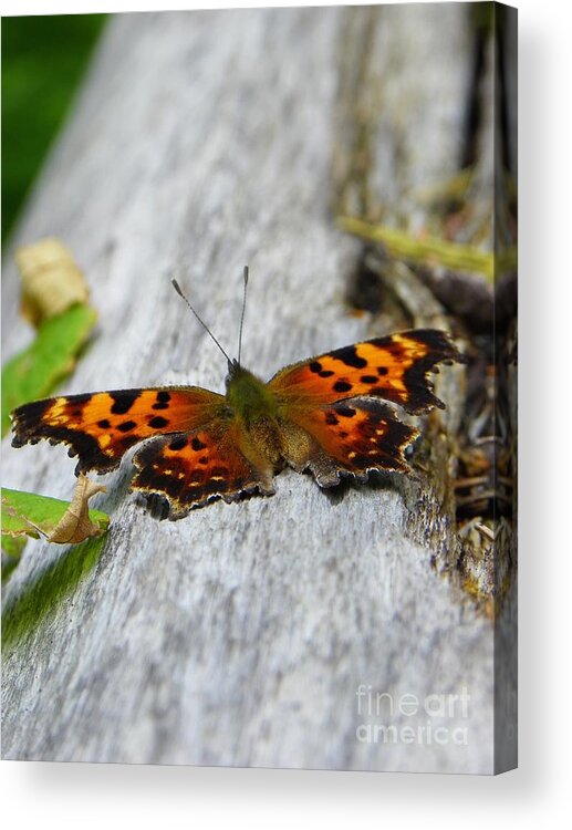 Butterfly Acrylic Print featuring the photograph Forest Fritillary by KD Johnson