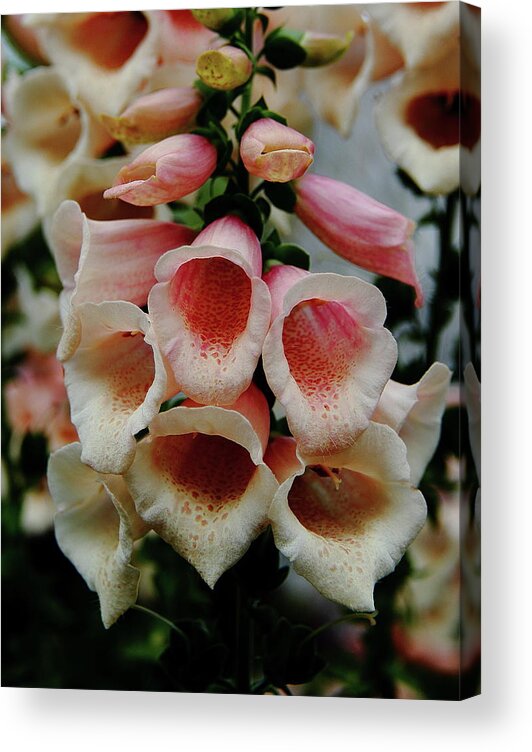 Flower Acrylic Print featuring the photograph Foxglove Wonderment by Allen Nice-Webb