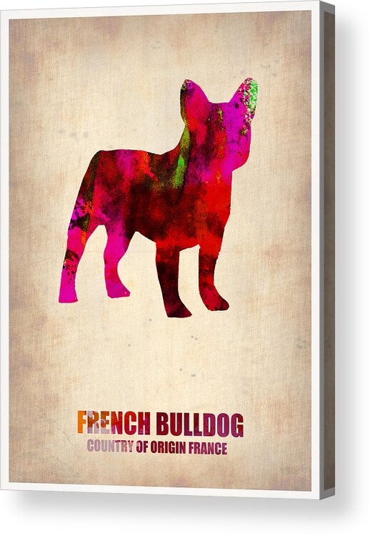 French Bulldog Acrylic Print featuring the painting French Bulldog Poster by Naxart Studio