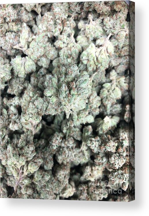 Weed Acrylic Print featuring the photograph Frosty nugs by Dina Calvarese