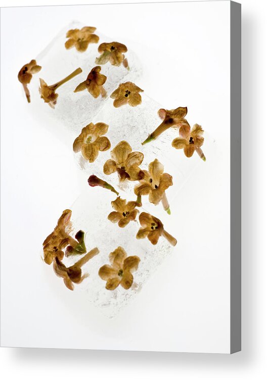 Frank Tschakert Acrylic Print featuring the photograph Frozen Flowers by Frank Tschakert