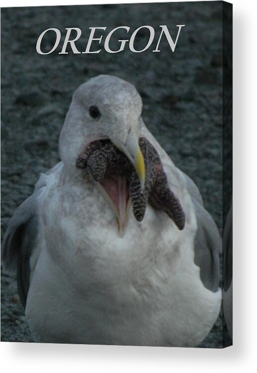 Starfish Acrylic Print featuring the photograph Funny Seagull With Starfish by Gallery Of Hope 