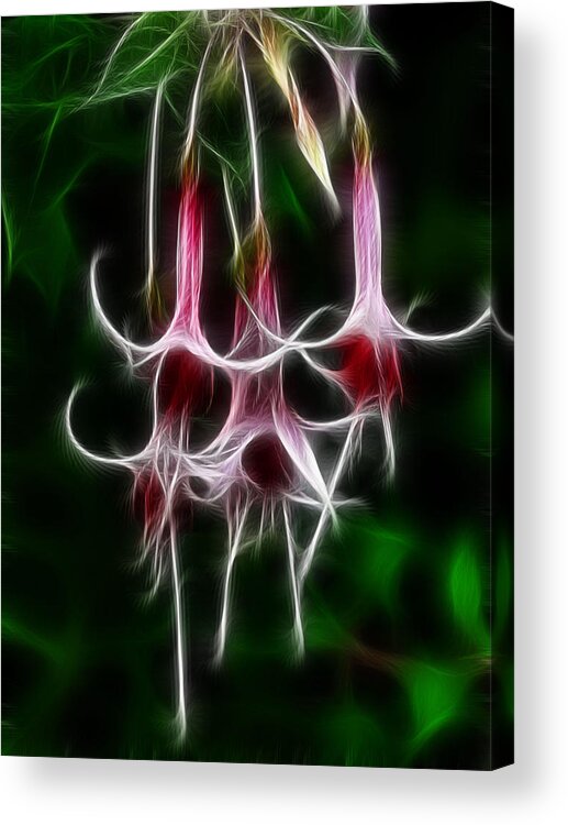 Flower Acrylic Print featuring the photograph Fuschia 2 Fractal by Lawrence Christopher