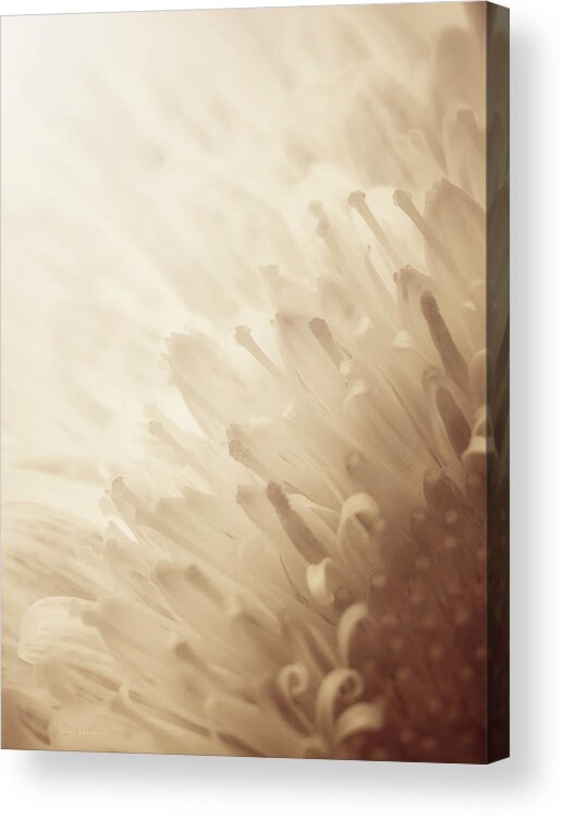 Gerbera Acrylic Print featuring the photograph Gerbera Sepia by Wim Lanclus