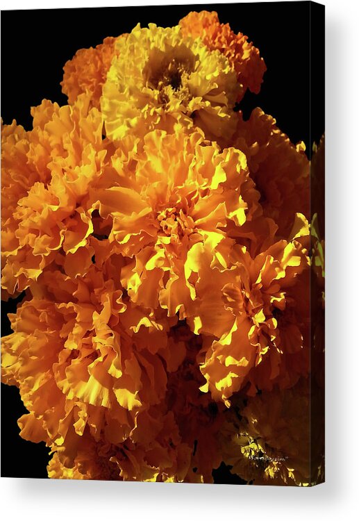 Farmboyzim Acrylic Print featuring the photograph Giant Marigolds by Harold Zimmer