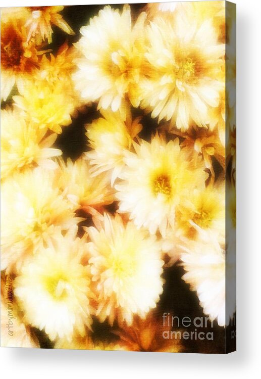 Michaelmas Daisy Acrylic Print featuring the photograph Golden Michaelmas Daisies by Mimulux Patricia No