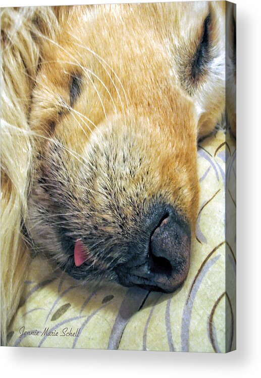 Golden Retriever Acrylic Print featuring the photograph Golden Retriever Dog Little Tongue by Jennie Marie Schell