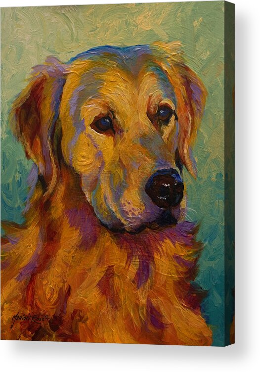 Golden Acrylic Print featuring the painting Golden Retriever by Marion Rose