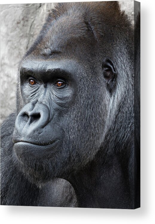 Gorillas Acrylic Print featuring the photograph Gorillas in the Mist by Robert Bellomy