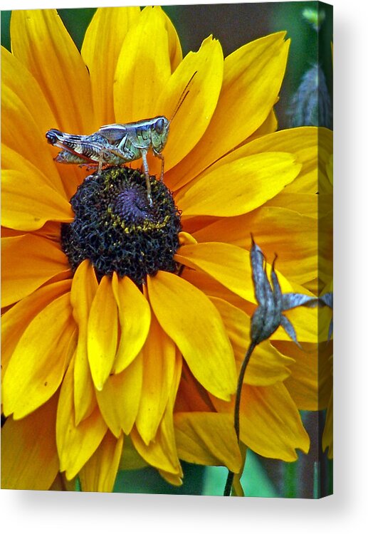 Insects Acrylic Print featuring the photograph Grasshopper and Susan by Jennifer Robin