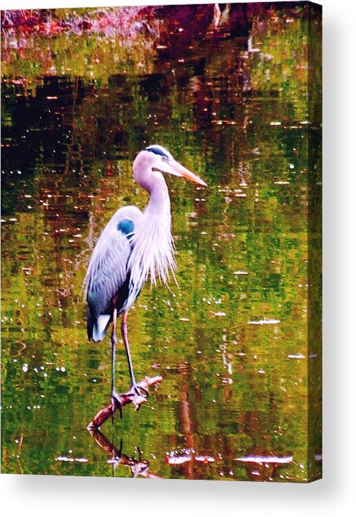 Blue Heron Acrylic Print featuring the photograph Great Blue Heron by Don Wright