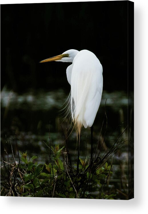 Bird Acrylic Print featuring the photograph Great Egret by Jody Partin