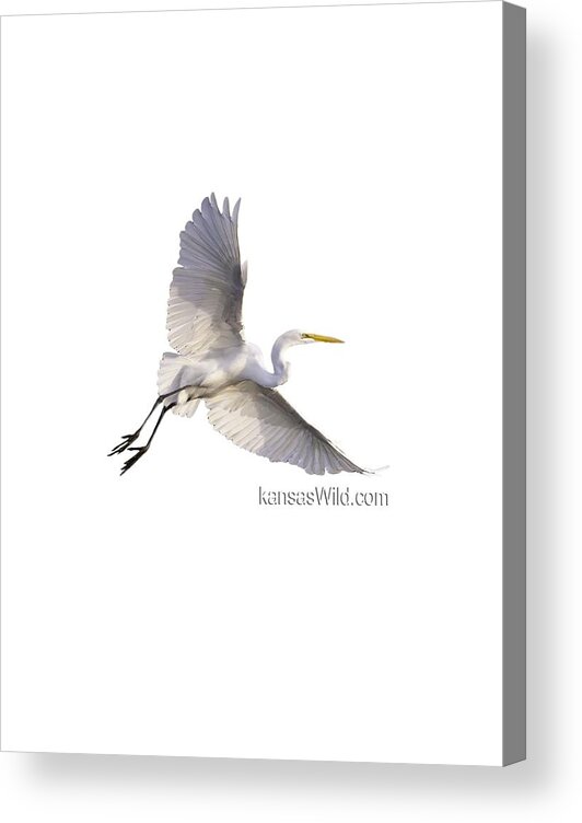 Bird Acrylic Print featuring the photograph Great Egret kansasWild by Jeff Phillippi