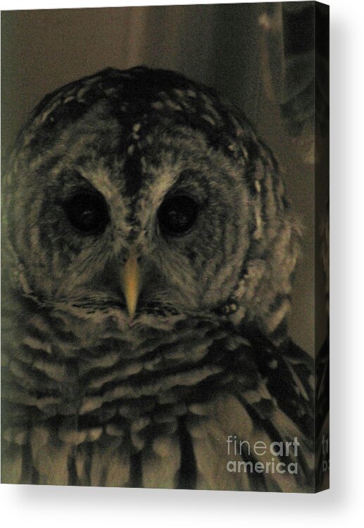 Owl Acrylic Print featuring the photograph Great Horned Owl by Donna Brown
