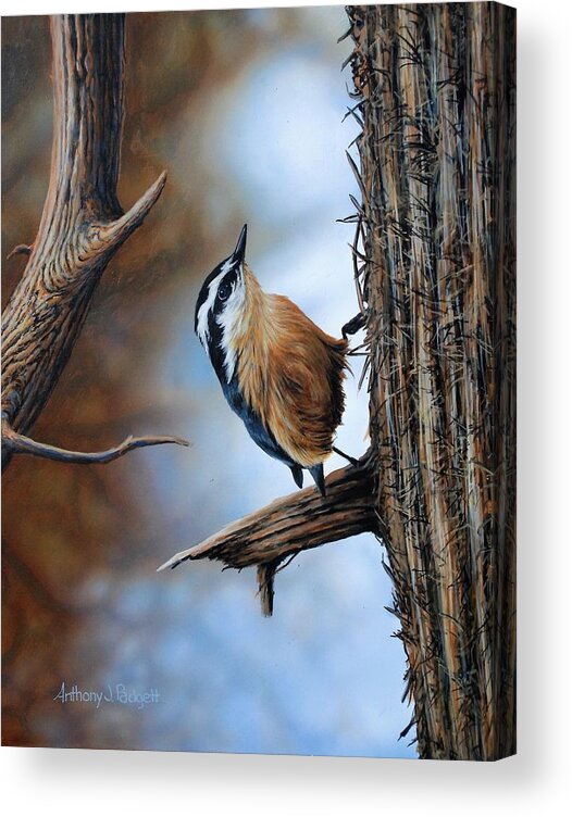 Nuthatch Acrylic Print featuring the painting Hangin Out - Nuthatch by Anthony J Padgett
