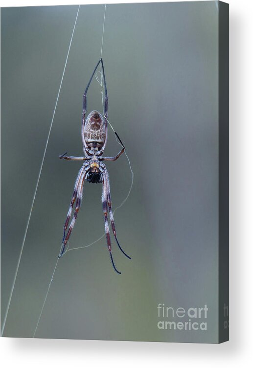 Spider Acrylic Print featuring the photograph Australian Spider by Phil Banks