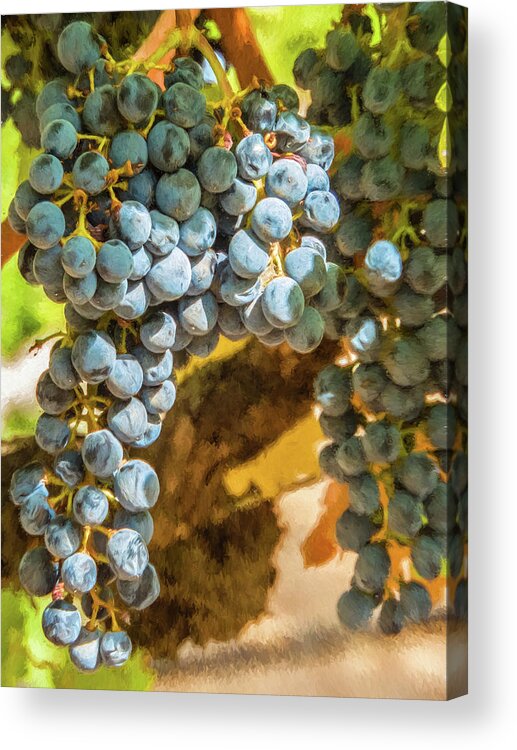 California Acrylic Print featuring the photograph Hanging Wine by David Letts