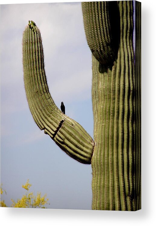 Cactus Acrylic Print featuring the photograph Hello Little Bird by Jeanette Oberholtzer