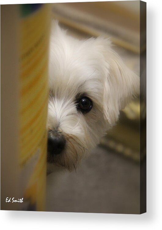 Hide And Seek Acrylic Print featuring the photograph Hide And Seek by Edward Smith