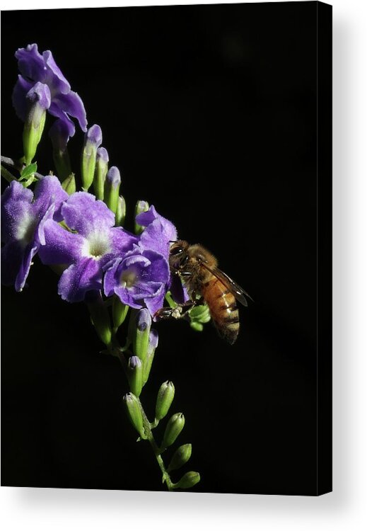 Bees Acrylic Print featuring the photograph Honeybee on Golden Dewdrop by Richard Rizzo