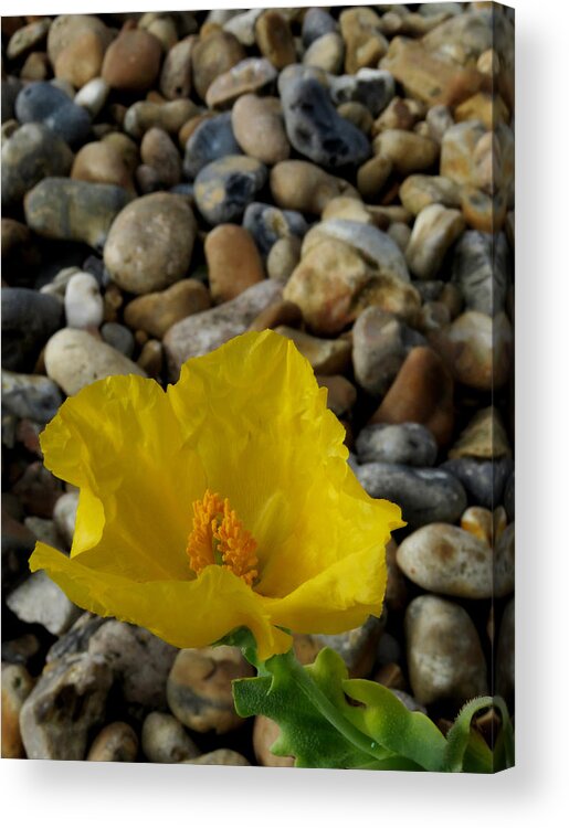Horned Poppy Acrylic Print featuring the photograph Horned Poppy and Pebbles by John Topman