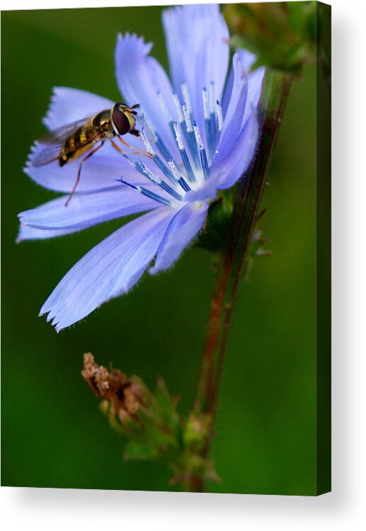 Flowers Acrylic Print featuring the photograph Hover Fly And Chicory by Dorothy Lee