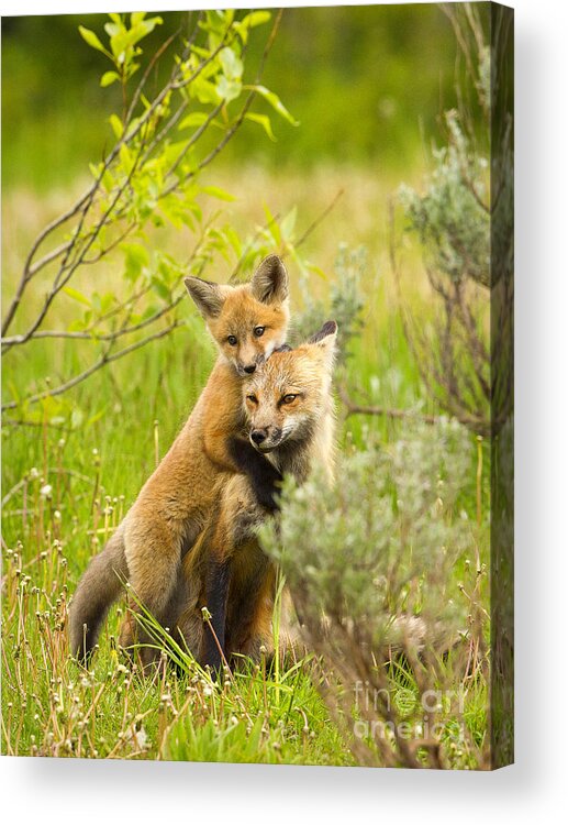 Red Fox Acrylic Print featuring the photograph Hugs by Aaron Whittemore