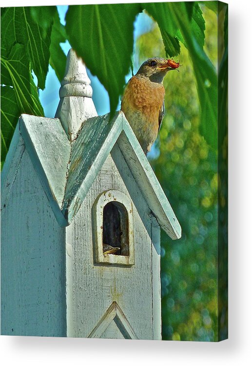 Birds Acrylic Print featuring the photograph Hungry Baby by Diana Hatcher