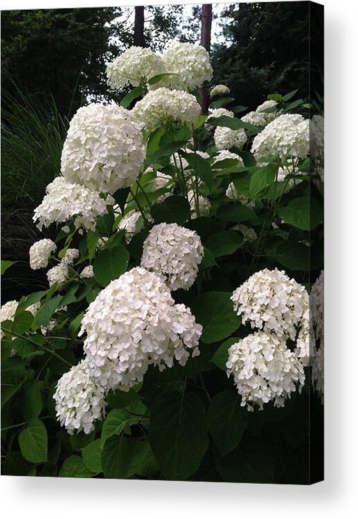 Flowers Acrylic Print featuring the photograph Hydrangeas by Ferrel Cordle