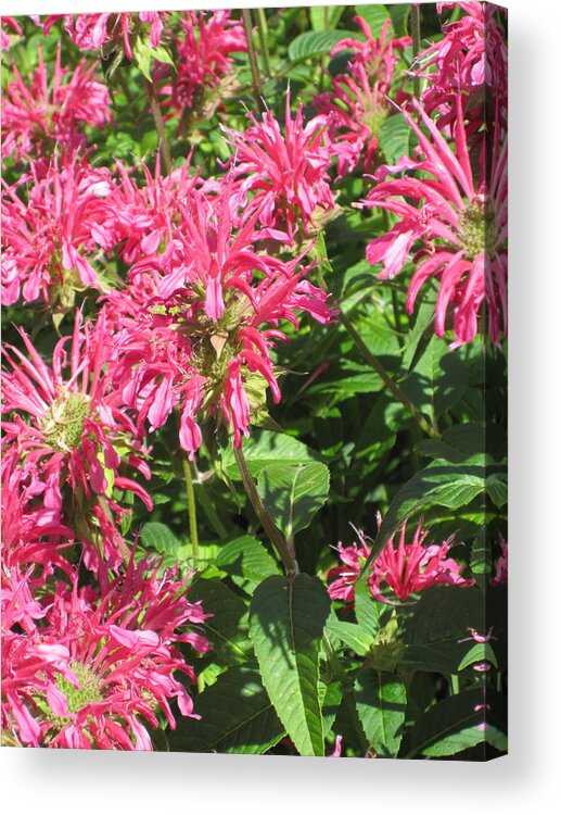 Pink Beebalm Acrylic Print featuring the photograph In The Pink by Lori Chartier
