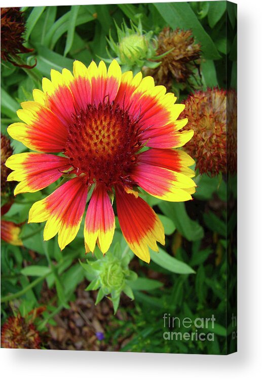 Flower Acrylic Print featuring the photograph Indian Blanket Flower by Sue Melvin