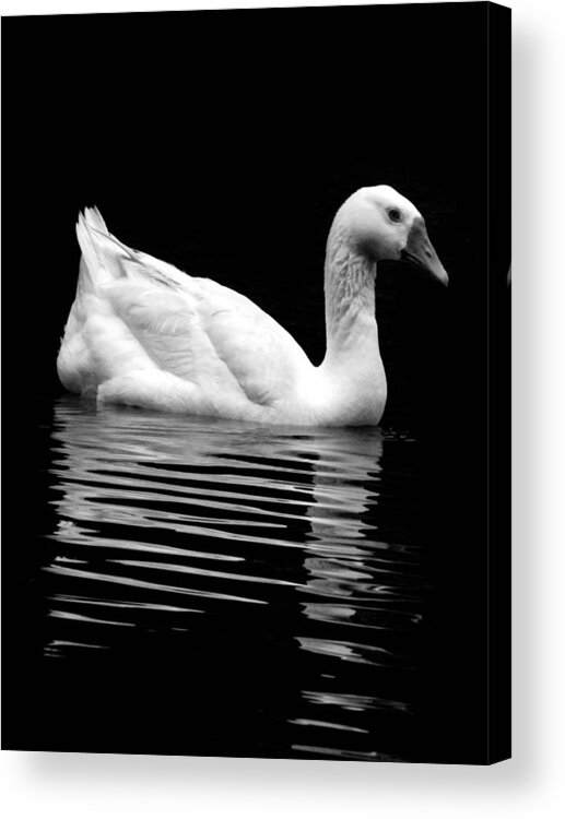 Duck Acrylic Print featuring the photograph Inner Reflection by Jessica Brawley