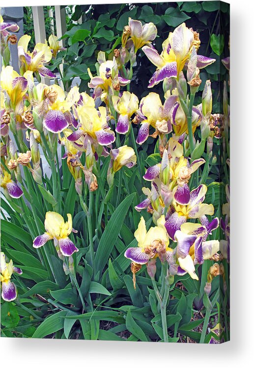 Floral Acrylic Print featuring the photograph Iris Purple and Yellow by Barbara McDevitt