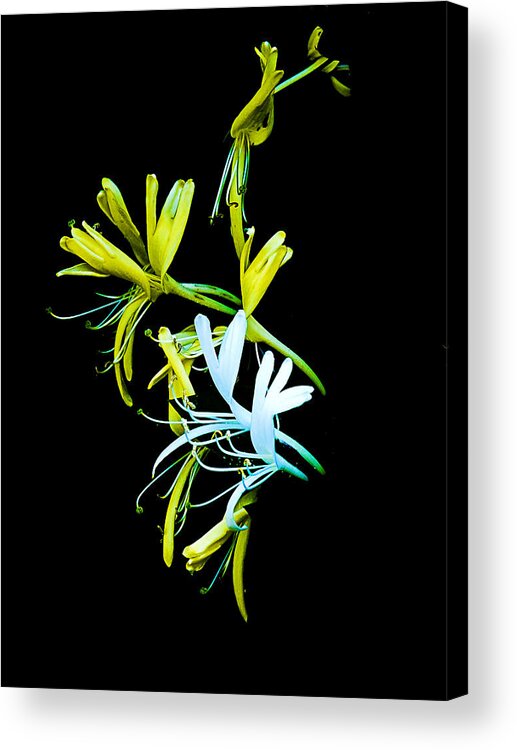 Floral Acrylic Print featuring the photograph Japanese Honeysuckle by Bill Barber