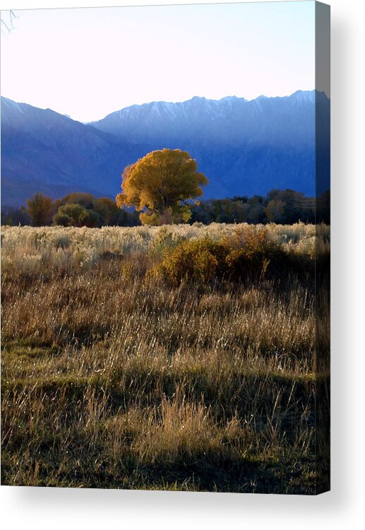 Eastern Sierra Acrylic Print featuring the photograph Judy's Tree by Steven Holder