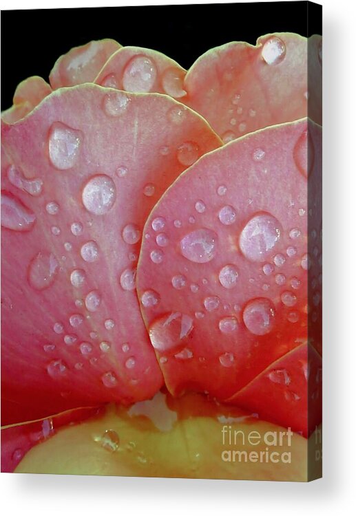 Raindrop Acrylic Print featuring the photograph Juicy Petals by Patricia Strand