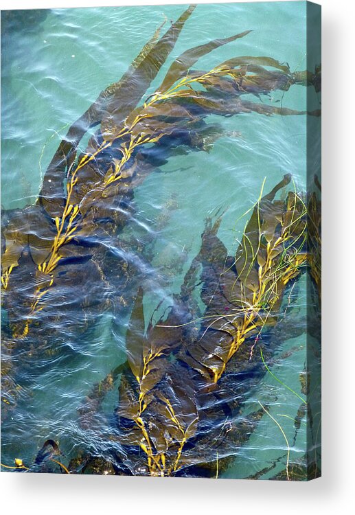Monterey Bay Aquarium Acrylic Print featuring the photograph Kelp Patterns by Amelia Racca