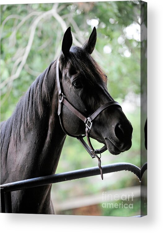 Rosemary Farm Acrylic Print featuring the photograph King Congie, looking ahead by Carien Schippers