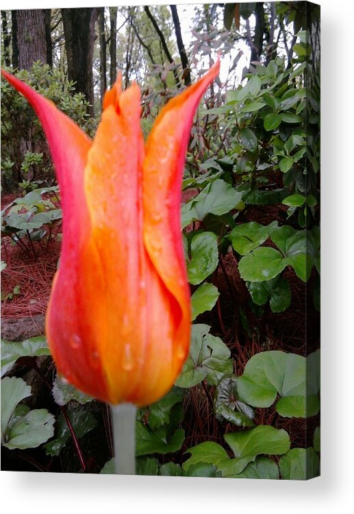 Orange Acrylic Print featuring the photograph Late Tulip by Tim Donovan