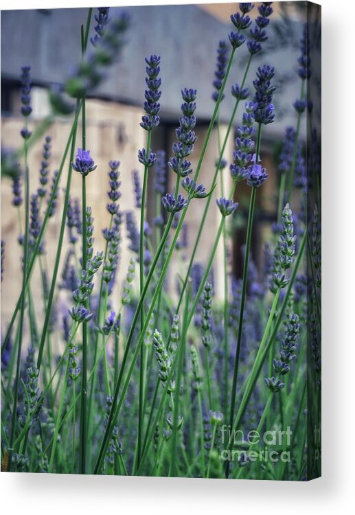 Lavender Acrylic Print featuring the photograph Lavender in Nice by Diana Rajala