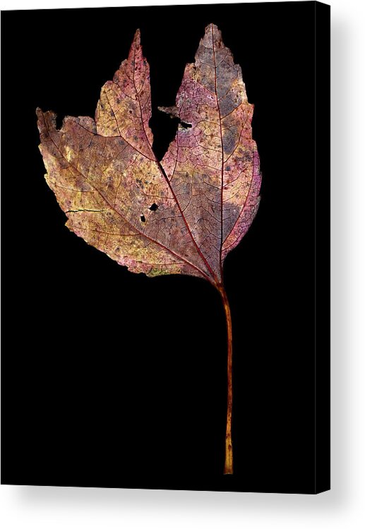 Leaf Acrylic Print featuring the photograph Leaf 11 by David J Bookbinder