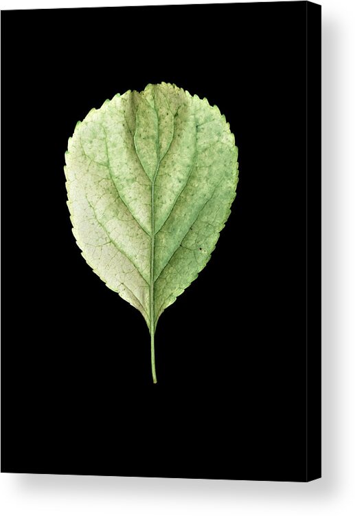 Leaves Acrylic Print featuring the photograph Leaf 19 by David J Bookbinder