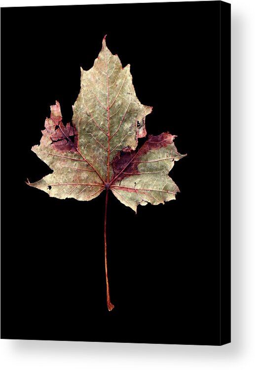 Leaf Acrylic Print featuring the photograph Leaf 7 by David J Bookbinder