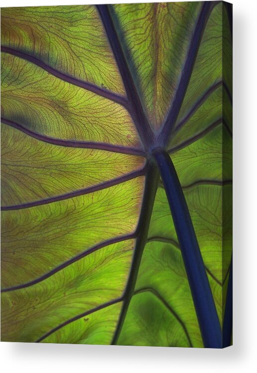Leaves Acrylic Print featuring the photograph Leaf Veins by Gene Ritchhart