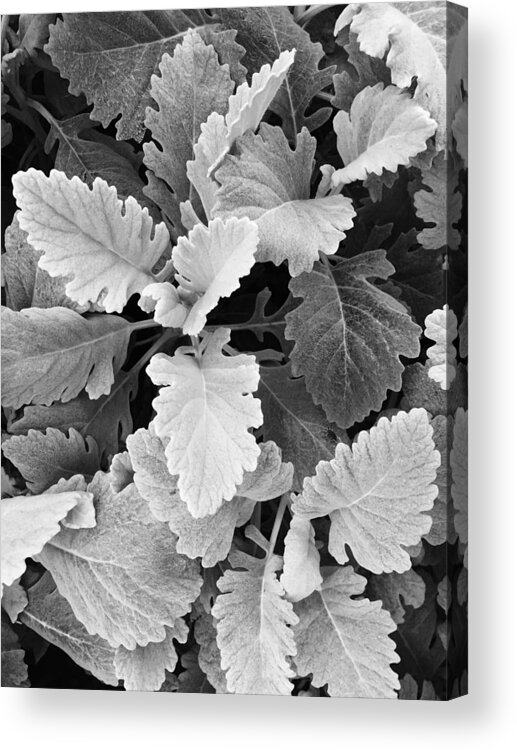 Contrast Acrylic Print featuring the photograph Leafy Contrast B W by David T Wilkinson