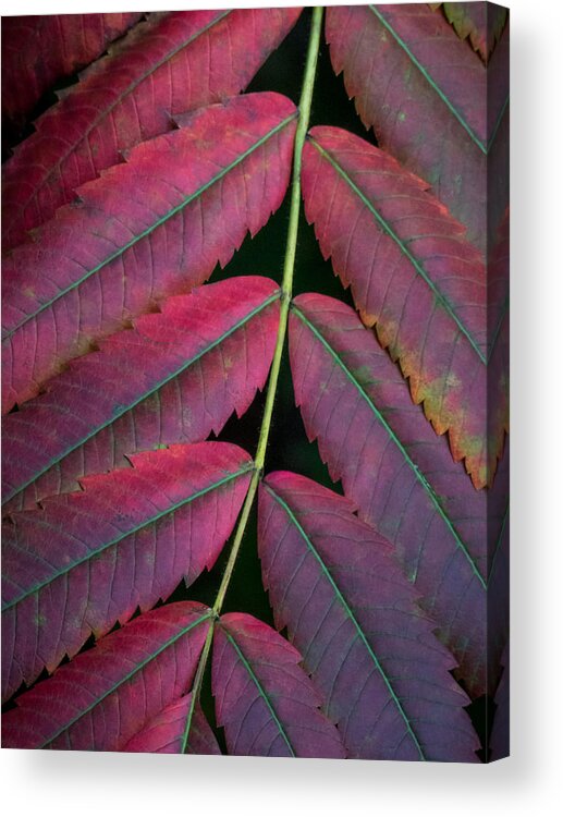 Red Leaves Acrylic Print featuring the photograph Leaves of Red by Diane Moore