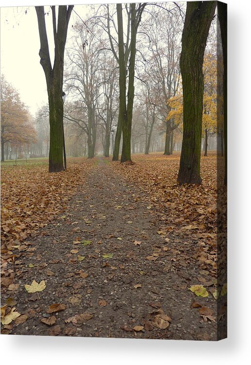 Leaves Acrylic Print featuring the photograph Leaves on the path by Lukasz Ryszka