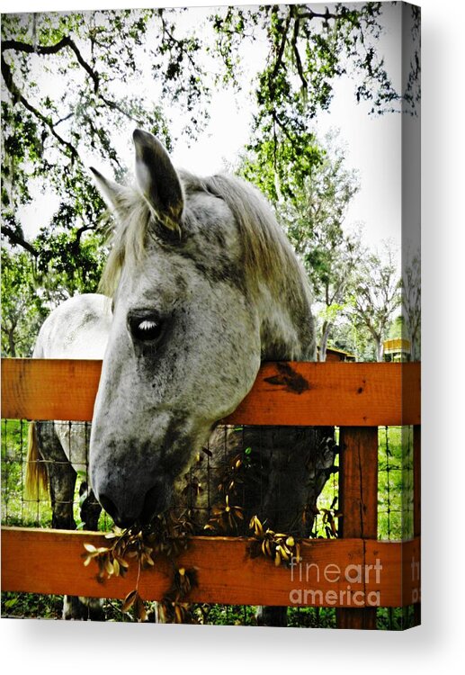 Horse Acrylic Print featuring the photograph Lee's Ranch 10 by Sarah Loft