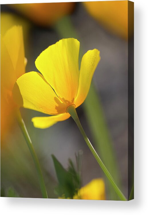 Yellow Acrylic Print featuring the photograph Lemon Yellow by Sue Cullumber