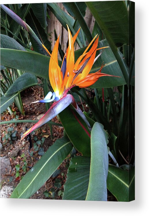 Flower Acrylic Print featuring the photograph Let Your True Colors Show by Lisa Blake